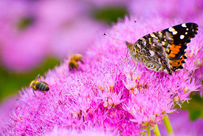 Close-up of bee pollinating on purple flower