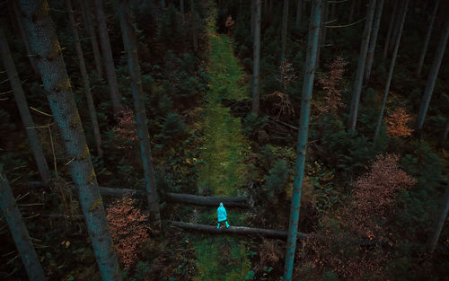 High angle view of woman standing on log amidst trees in forest