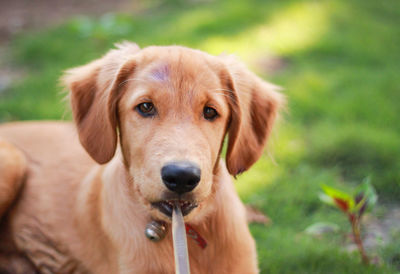 Close-up portrait of golden retriever puppy holding toothbrush in mouth