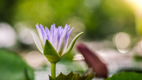 Close-up of purple flowering plant