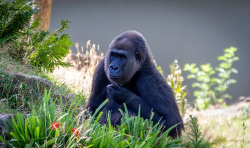 Monkey sitting on a field