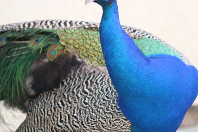 Close-up of peacock