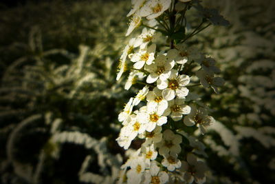 Close-up of white flowering plant