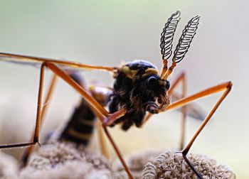 Close-up of insect on flower