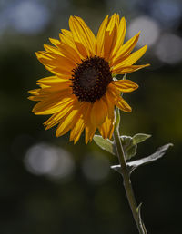 Close-up of yellow sunflower