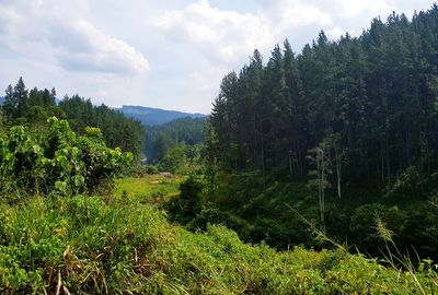 Scenic view of forest against sky