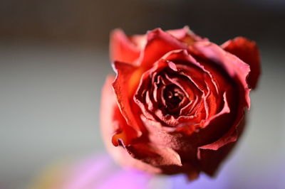 Close-up of red rose