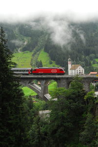 Train passing through forest