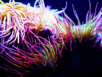 Close-up of flowers in water