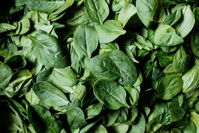 Top view on fresh organic spinach leaves