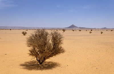 A desert landscape with acacia trees in al hariq, saudi arabia