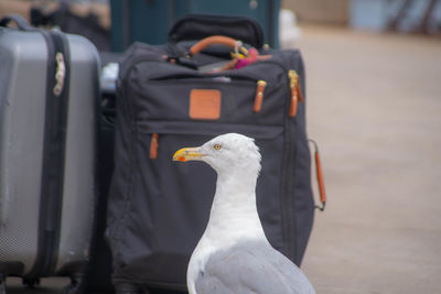 Close-up of seagull