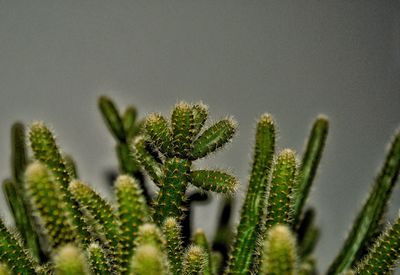Close-up of cactus plant against sky