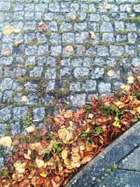 Full frame shot of autumn leaves