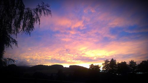 Silhouette of trees at sunset