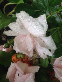 Close-up of water drops on flower