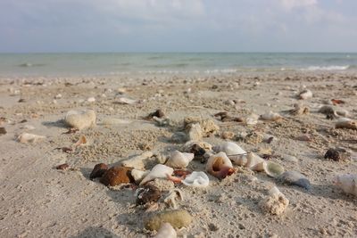 View of seashells on beach against sky
