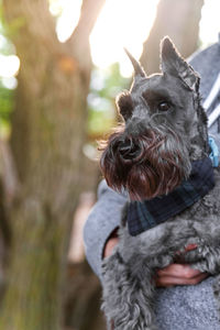 Portrait of dog looking away