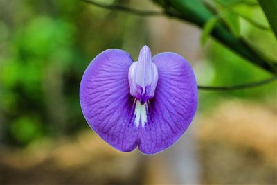 Close-up of purple flowering plant