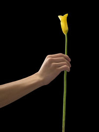Close-up of hand holding yellow flower against black background