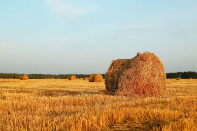 Field with dry yellow grass and haystacks on a sunset. autumn landscape.