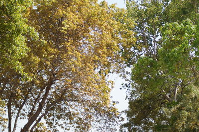 Low angle view of trees in forest