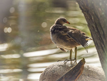 Close-up of bird