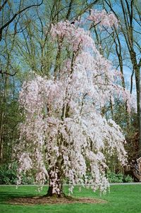 Cherry blossoms in spring