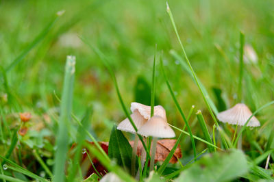 Close-up of mushroom growing in grass