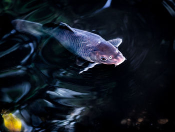 High angle view of fish swimming in lake