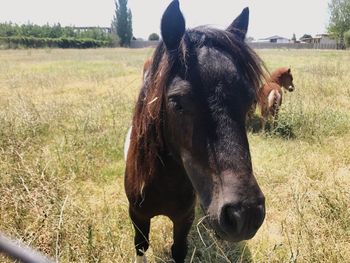 Close-up of horse standing on field