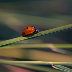 Close-up of ladybug on leaf