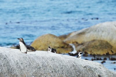 Seagulls on rock in sea