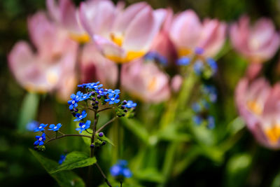 Close-up of purple flowering plant in park