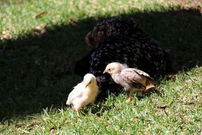 High angle view of chicks by bird on grass