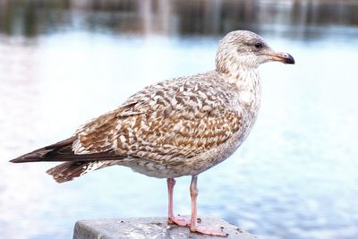 Close-up of seagull perching on wooden post