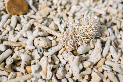 Close-up of shells on ground