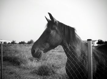 Horses grazing on field