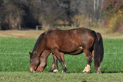 Horse grazing in a field