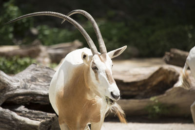 Portrait of an animal