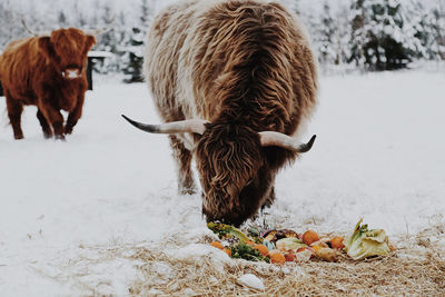 Cows in a snow