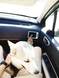 Dog sitting in car