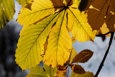 Horse-chestnut tree leaves