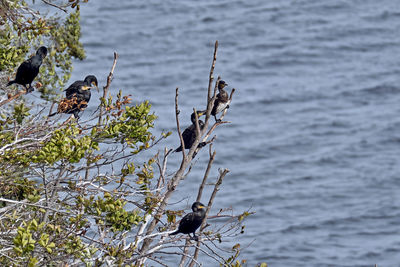 High angle view of bird perching on a lake