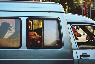 Dogs in mini van