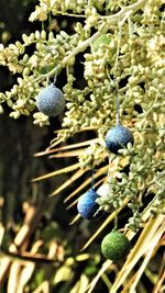 Close-up of berries growing on tree