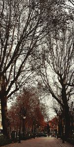 Low angle view of trees against sky