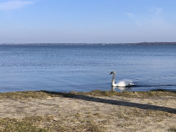 Swan on a lake