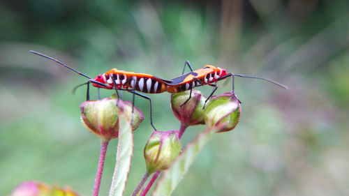 Two little insects are breeding