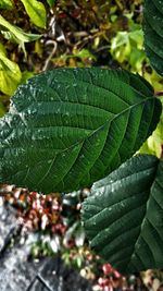 Close-up of fresh green leaf